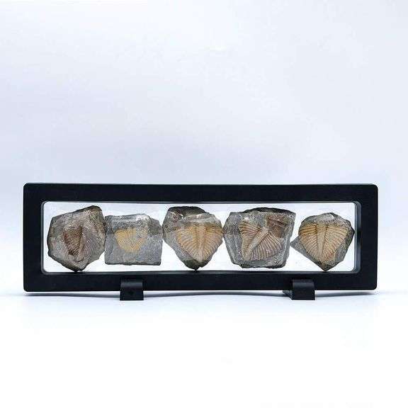 5 Authentic 450 Million-Year-Old Trilobite Fossils