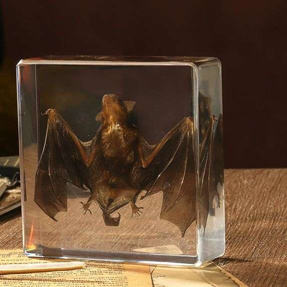 Preserved Real Bat Specimen
