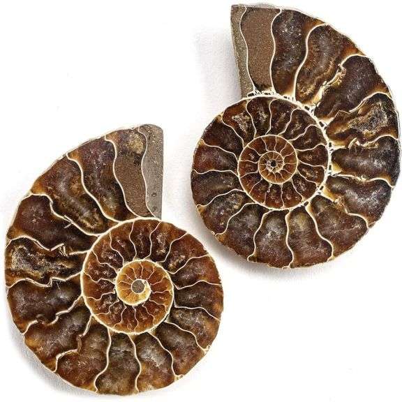 Ancient Ammonite Pair: Extinct Fossil Stone
