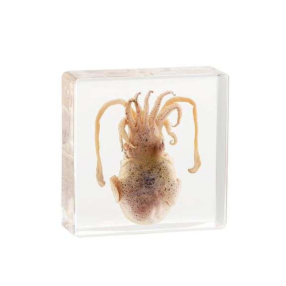Unique Squid Specimen in Resin Real Animal Specimen