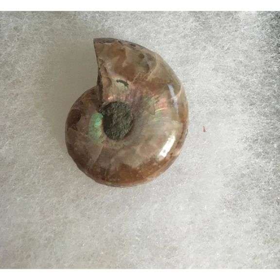 Real Ancient Ammonite Pair: Extinct Fossil Stone