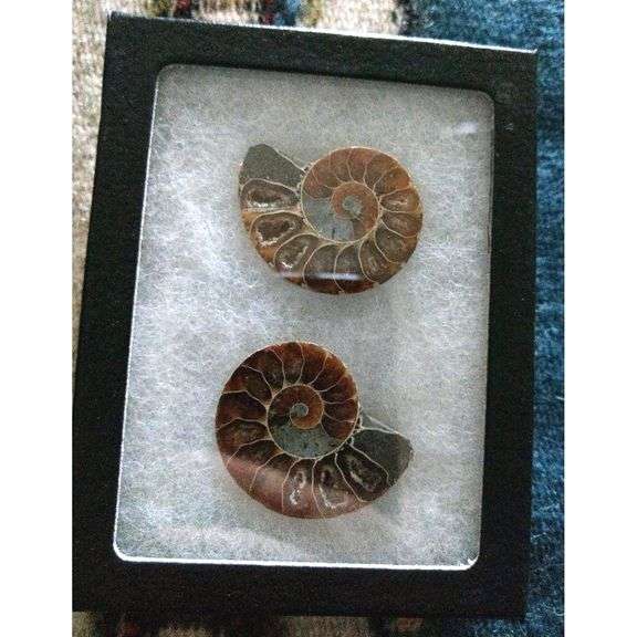 Ancient Ammonite Pair: Extinct Fossil Stone
