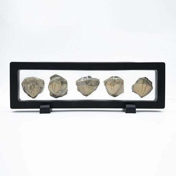 5 Authentic 450 Million-Year-Old Trilobite Fossils