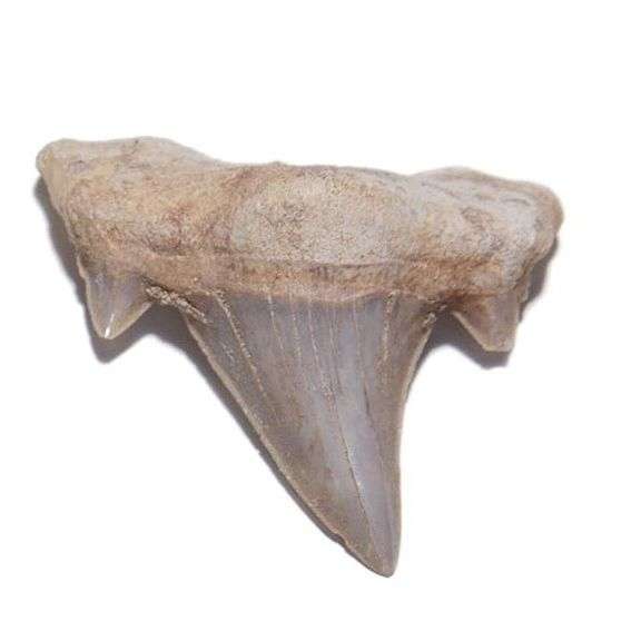 Rare Moroccan Prehistoric Shark Tooth Fossil