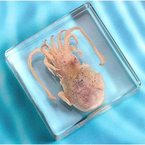 Unique Squid Specimen in Resin Real Animal Specimen