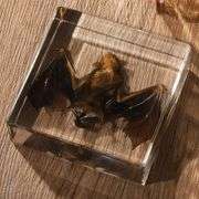 Preserved Real Bat Specimen