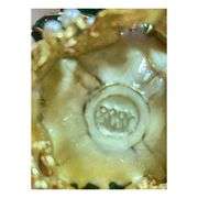 24k Gold & Austrian Crystals Russian Faberge