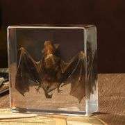 Preserved Real Bat Specimen
