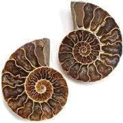 Ancient Ammonite Pair: Extinct Fossil Stone