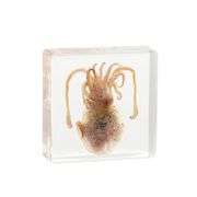 Unique Squid Specimen in Resin Real Animal Specimen
