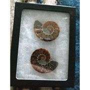 Ancient Ammonite Pair: Extinct Fossil Stone