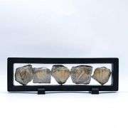 5 Authentic 450 Million-Year-Old Trilobite Fossils