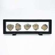 5 Authentic 450 Million-Year-Old Trilobite Fossils