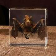 Preserved Real Bat Specimen