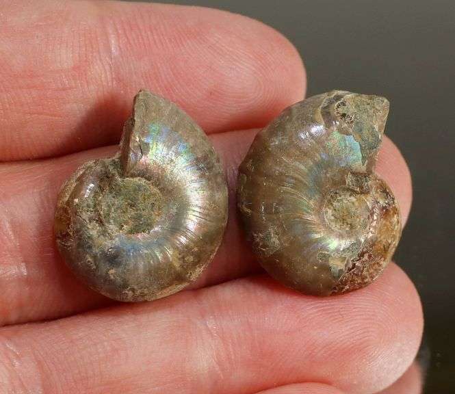 Dazzling 28.09ct split Ammonite Fossil