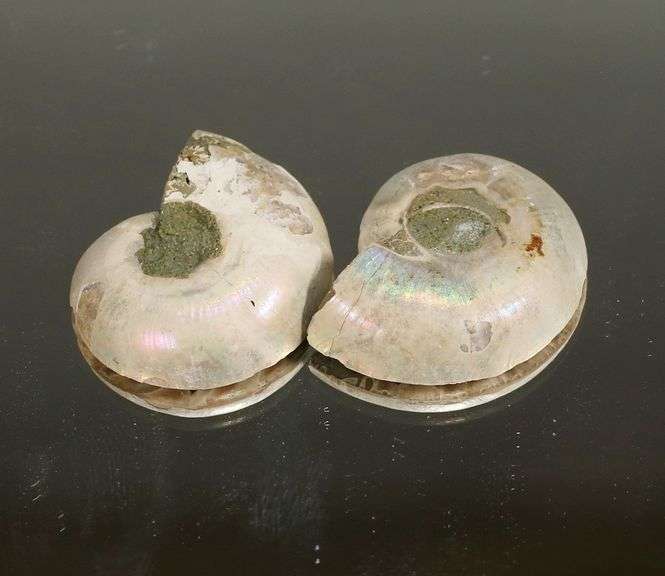 Bright toned 31.65ct rainbow flashing Ammonite Fossil