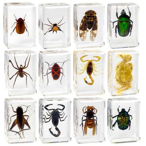 Set of 12 Preserved Insect Specimen in Resin