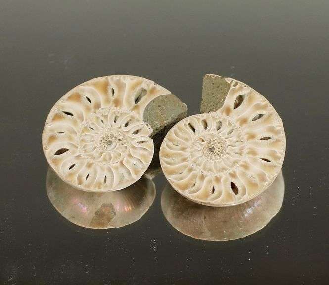 Bright toned 31.65ct rainbow flashing Ammonite Fossil