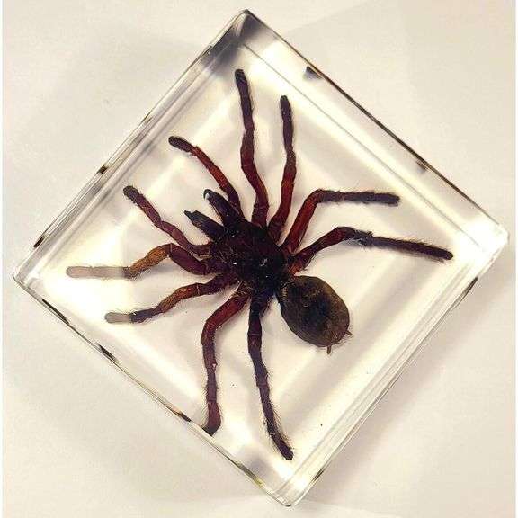 Real Tarantula in Crystal Clear Resin Preserved Spider Specimen