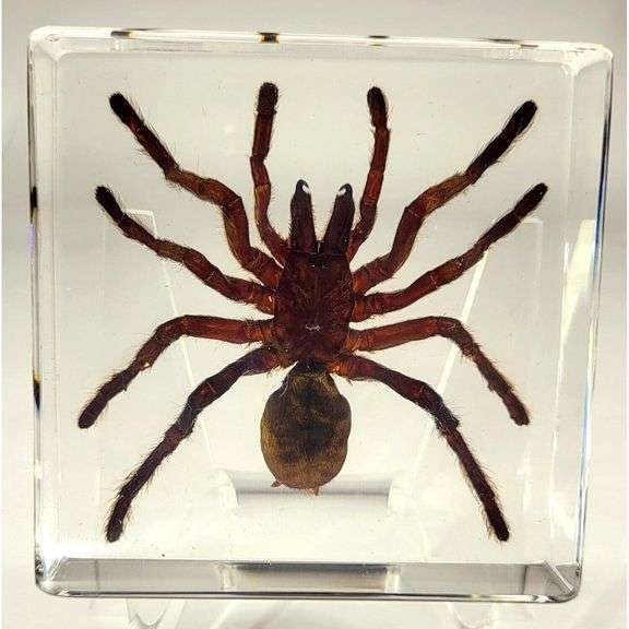 Real Tarantula in Crystal Clear Resin Preserved Spider Specimen
