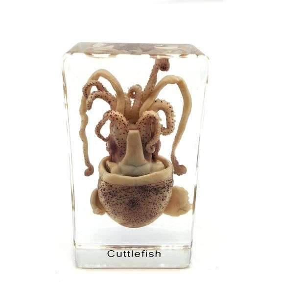 Real Squid Cuttlefish Specimen