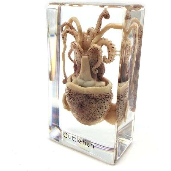 Real Squid Cuttlefish Specimen