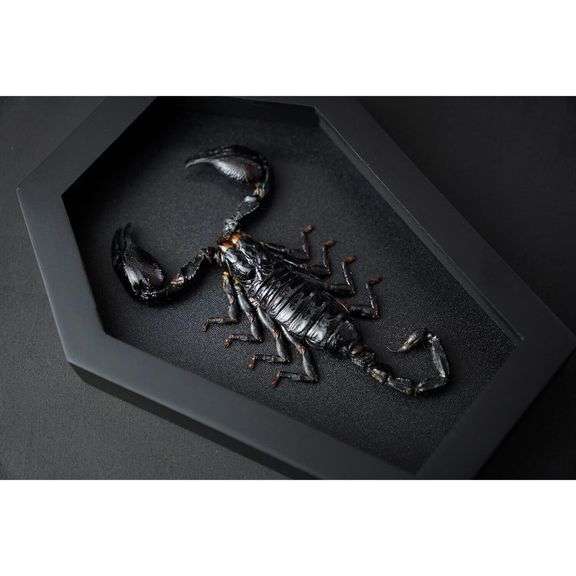 Real Scorpion  Taxidermy Preserved Insect
