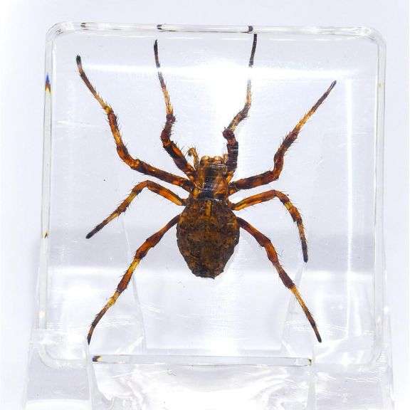 Real Wolf Spider Preserved in Clear Resin