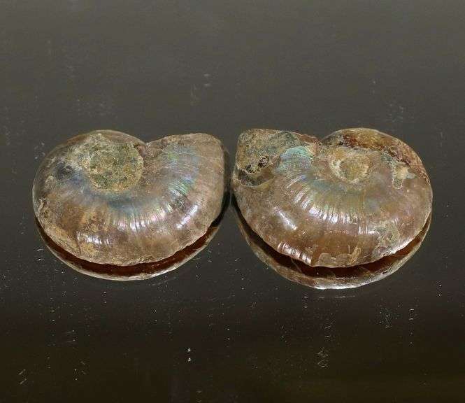 Dazzling 28.09ct split Ammonite Fossil