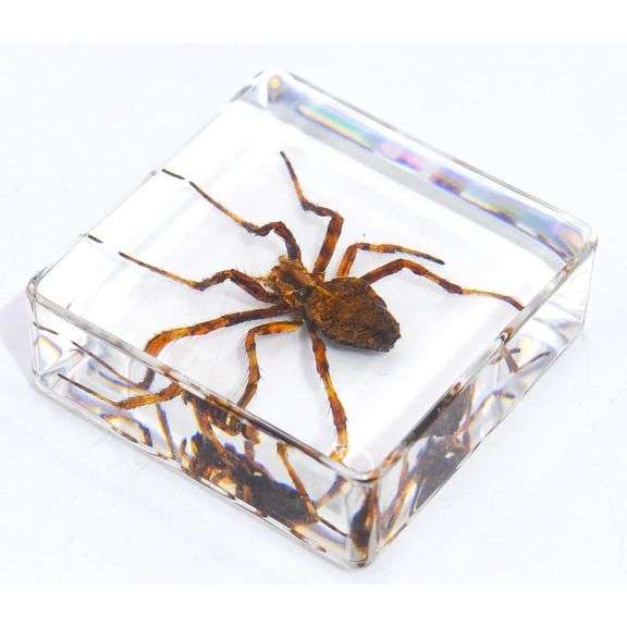 Real Wolf Spider Preserved in Clear Resin