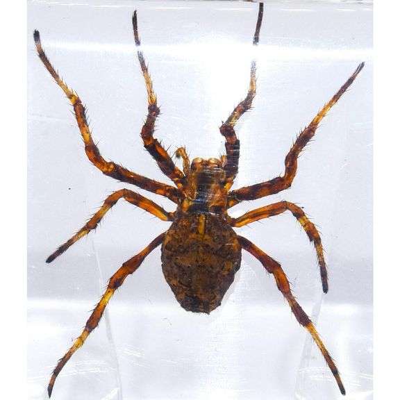 Real Wolf Spider Preserved in Clear Resin