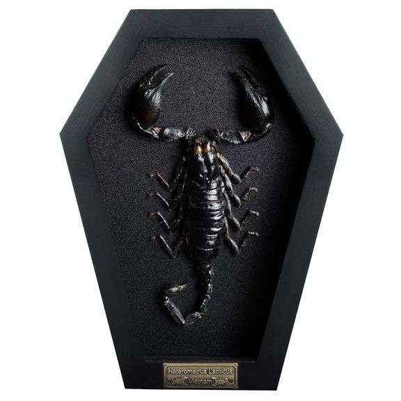 Real Scorpion  Taxidermy Preserved Insect