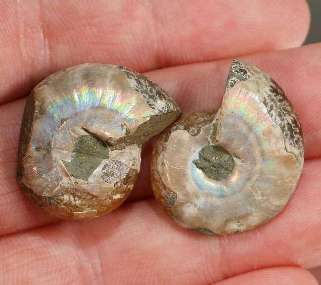 Rainbow flashing! 42.97ct split Ammonite Fossil