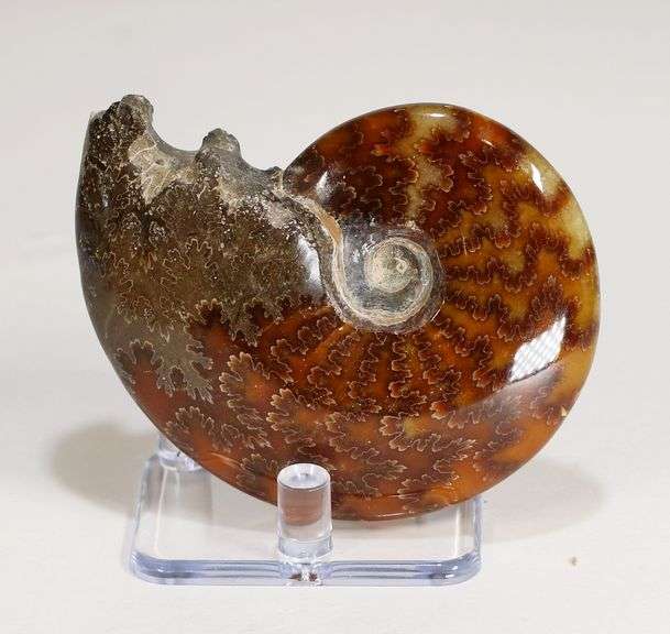 Simply gorgeous 629ct Cretacious era Ammonite fossil