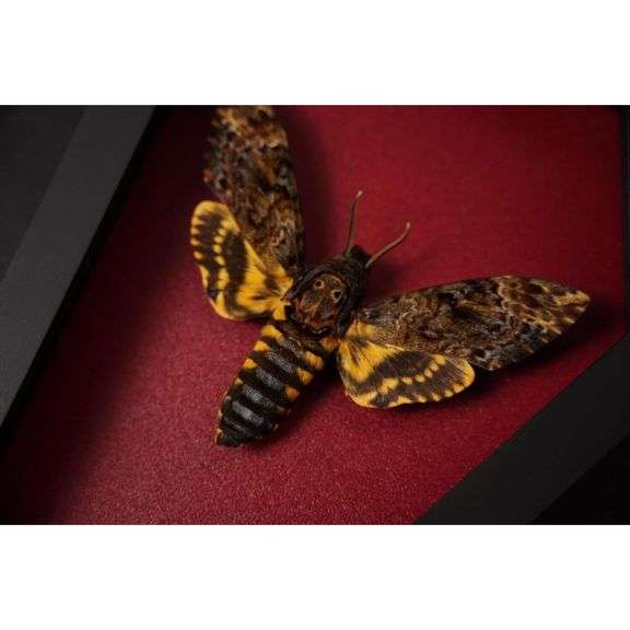 Rare Death Head Moth in Red Coffin Frame