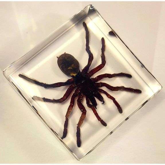 Real Tarantula in Crystal Clear Resin Preserved Spider Specimen