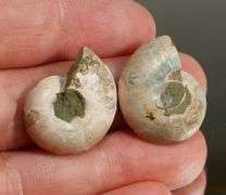 Bright toned 31.65ct rainbow flashing Ammonite Fossil