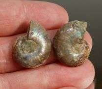 Dazzling 28.09ct split Ammonite Fossil