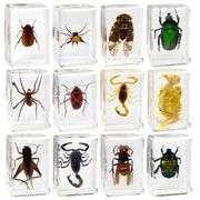 Set of 12 Preserved Insect Specimen in Resin