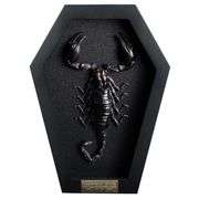 Real Scorpion  Taxidermy Preserved Insect