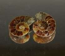Dazzling 28.09ct split Ammonite Fossil