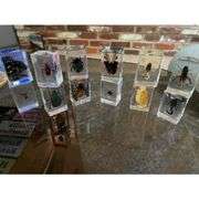 Set of 12 Preserved Insect Specimen in Resin