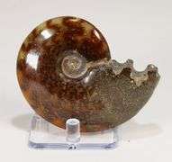 Simply gorgeous 629ct Cretacious era Ammonite fossil