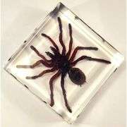 Real Tarantula in Crystal Clear Resin Preserved Spider Specimen