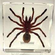 Real Tarantula in Crystal Clear Resin Preserved Spider Specimen