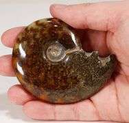 Simply gorgeous 629ct Cretacious era Ammonite fossil