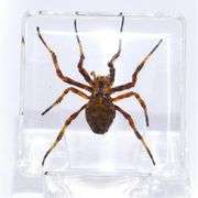 Real Wolf Spider Preserved in Clear Resin
