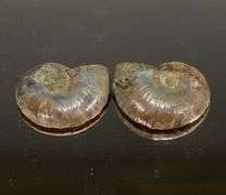 Dazzling 28.09ct split Ammonite Fossil