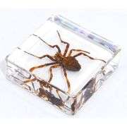 Real Wolf Spider Preserved in Clear Resin