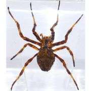 Real Wolf Spider Preserved in Clear Resin